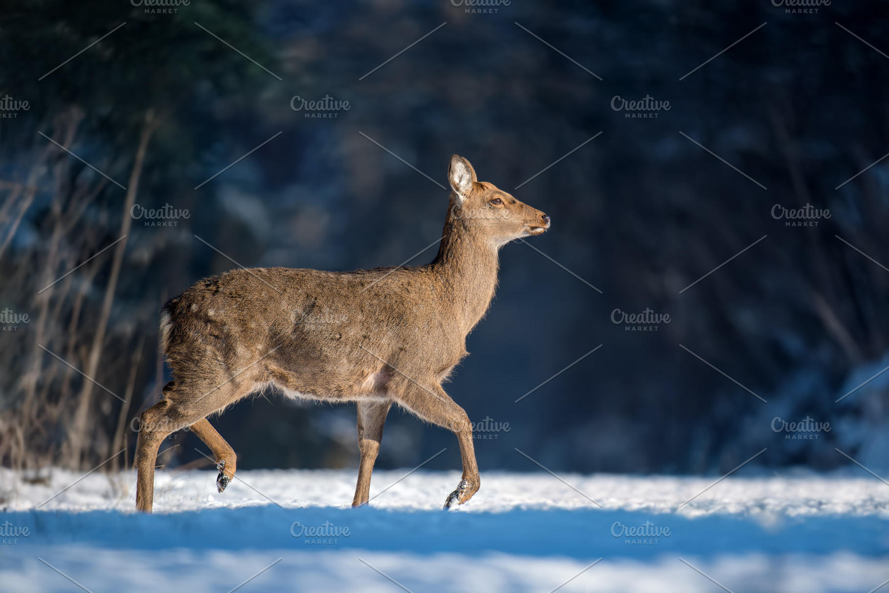 A young deer gracefully walks through a snowy forest during a br, an Animal Photo by Byrdyak