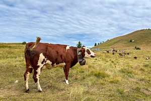 Dairy cows grazing in alpine meadow at Les Contamines-Montjoie,, a Nature Photo by GoodGoods