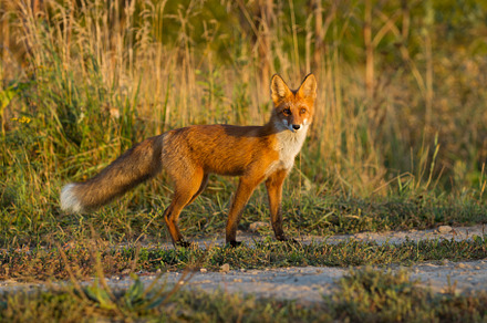 Cute young fox cub on the grass back stock photo containing fox and cub, an Animal Photo by oleghz