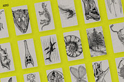 The Age of Dinosaurs, an Illustration by Nomad Visuals (Thumbnail 2 of 10)