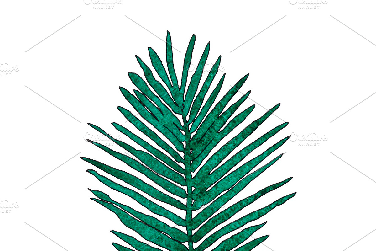 Watercolor palm leaves clipart, an Illustration by Watercolor_Vector Graphic (Photo 11 of 15)