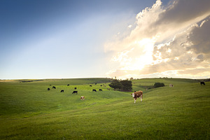 Cows Grazing On Green Hillside, a Nature Photo by THP Creative