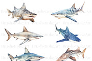Watercolor Shark Clipart, Shark PNG, an Animal Illustration by BrushstrokeArtGB (Thumbnail 3 of 9)