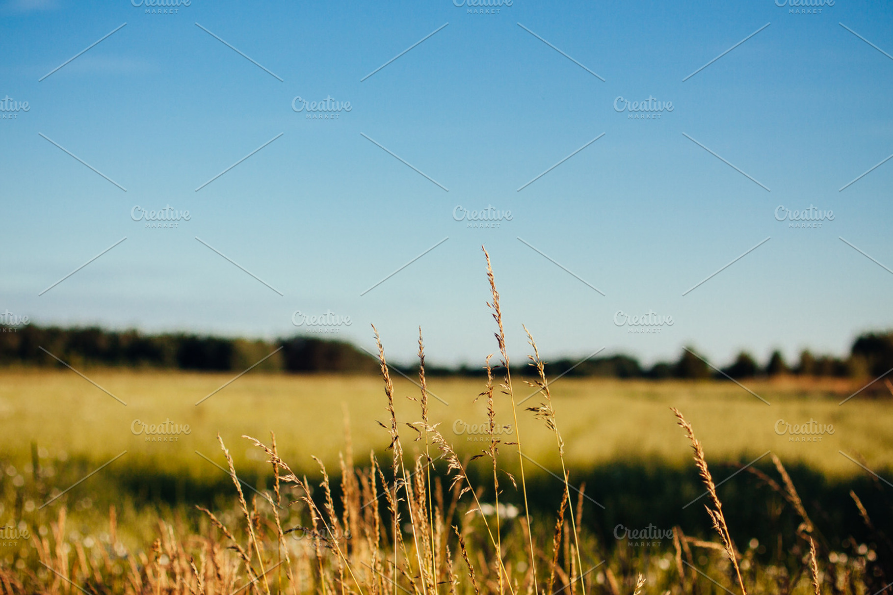 Crop Field 1 Stock Photo Containing Nature And Crop
