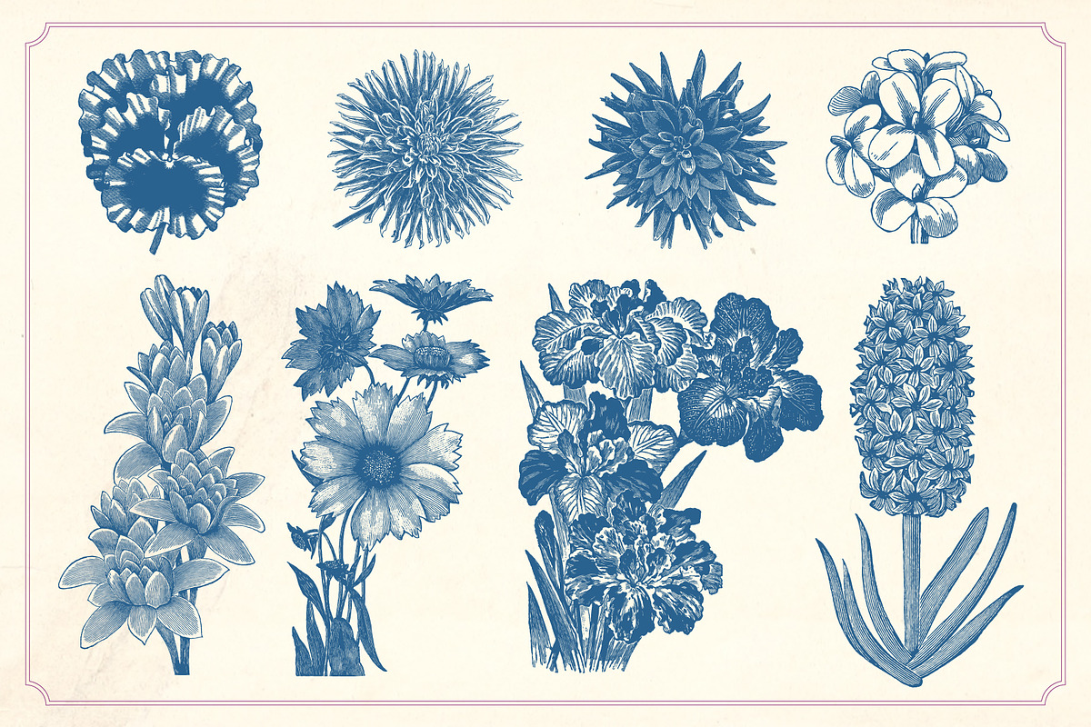 Vintage Flower Illustrations, a Decorative Illustration by Mr Vintage (Photo 6 of 13)