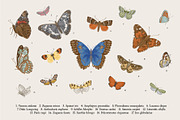 Wild Roses, a Decorative Illustration by olga.korneeva (Thumbnail 9 of 24)