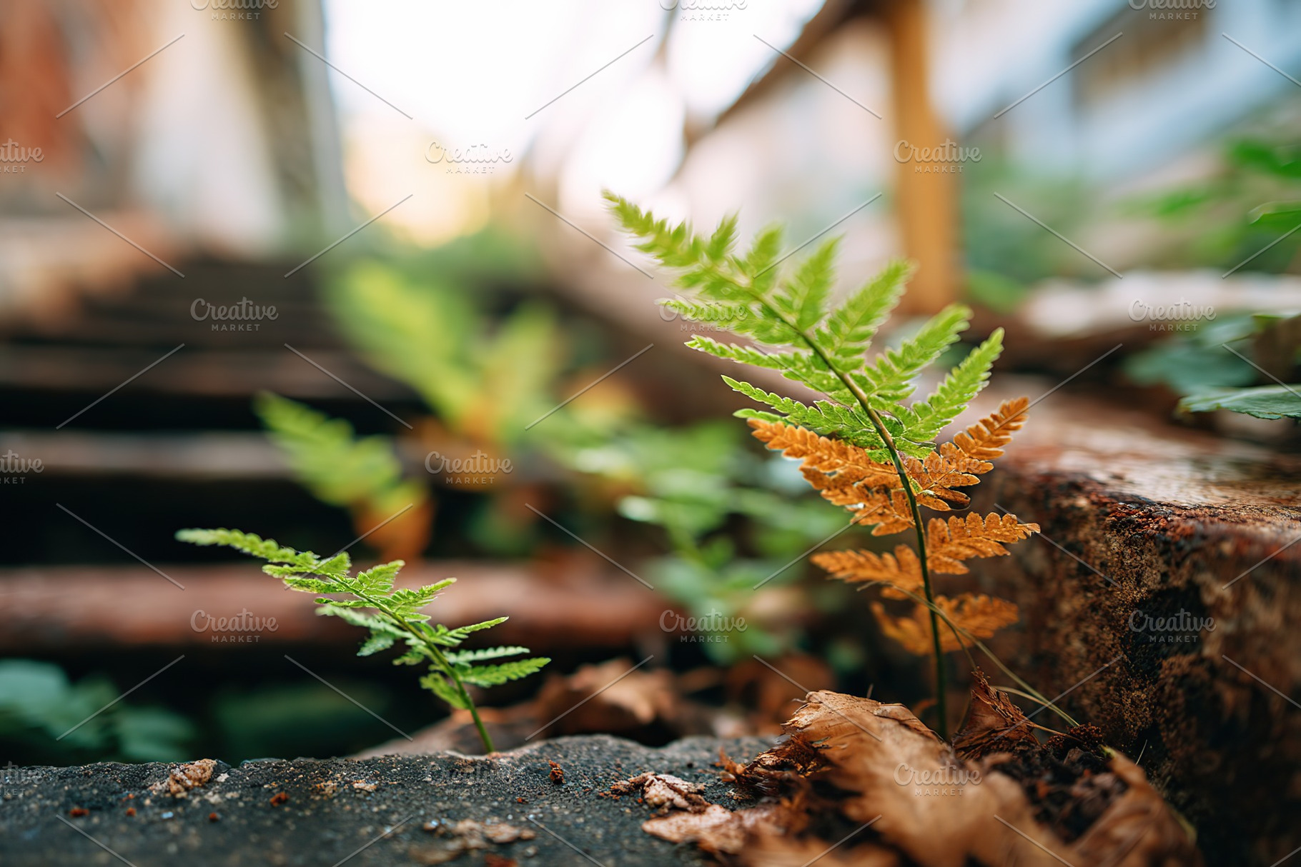 Wild plants thrive in abandoned stairway of neglected building, a Nature Photo by AlyaAnd