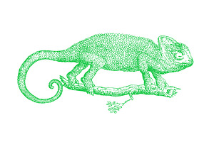 Vector Chameleon Illustration