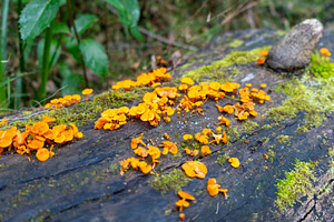 Bright orange fungi growing on a mossy log in the forest, a Nature Photo by GoodGoods