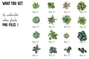 Photoshop Brush Set WATERCOLOR PLANT, a Brush Add-On by archibicc (Thumbnail 3 of 4)