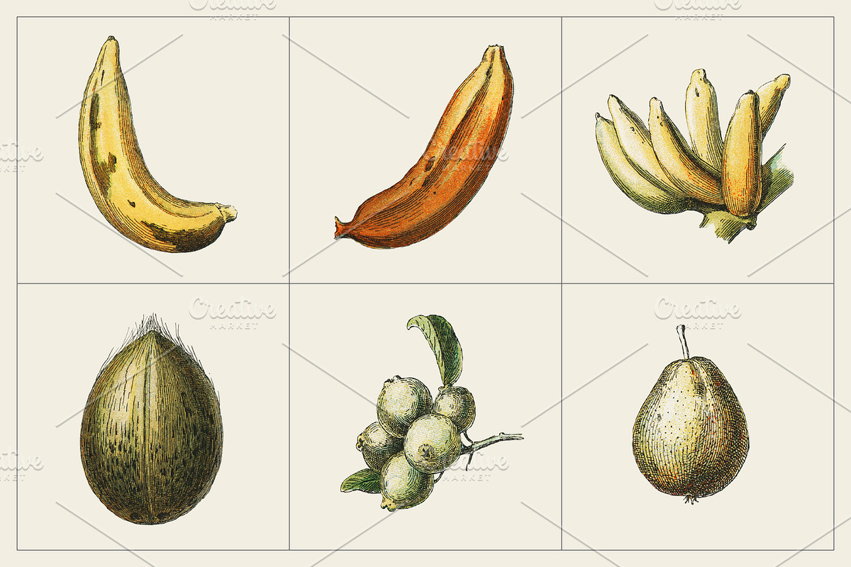 Fruit and Vegetable Art Collection, a Food Illustration by Illusiongraphic (Photo 9 of 14)