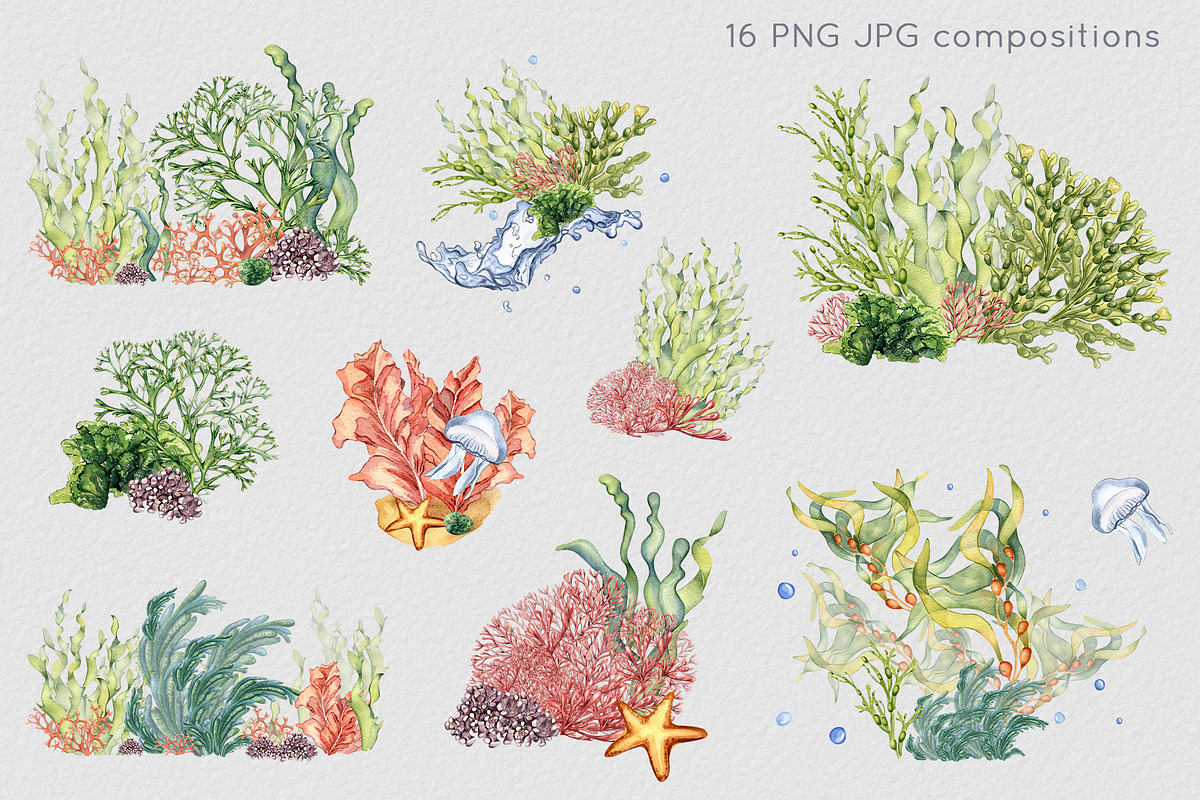 Sea plants watercolor collection, an Illustration by Kate Lanbina (Photo 4 of 18)
