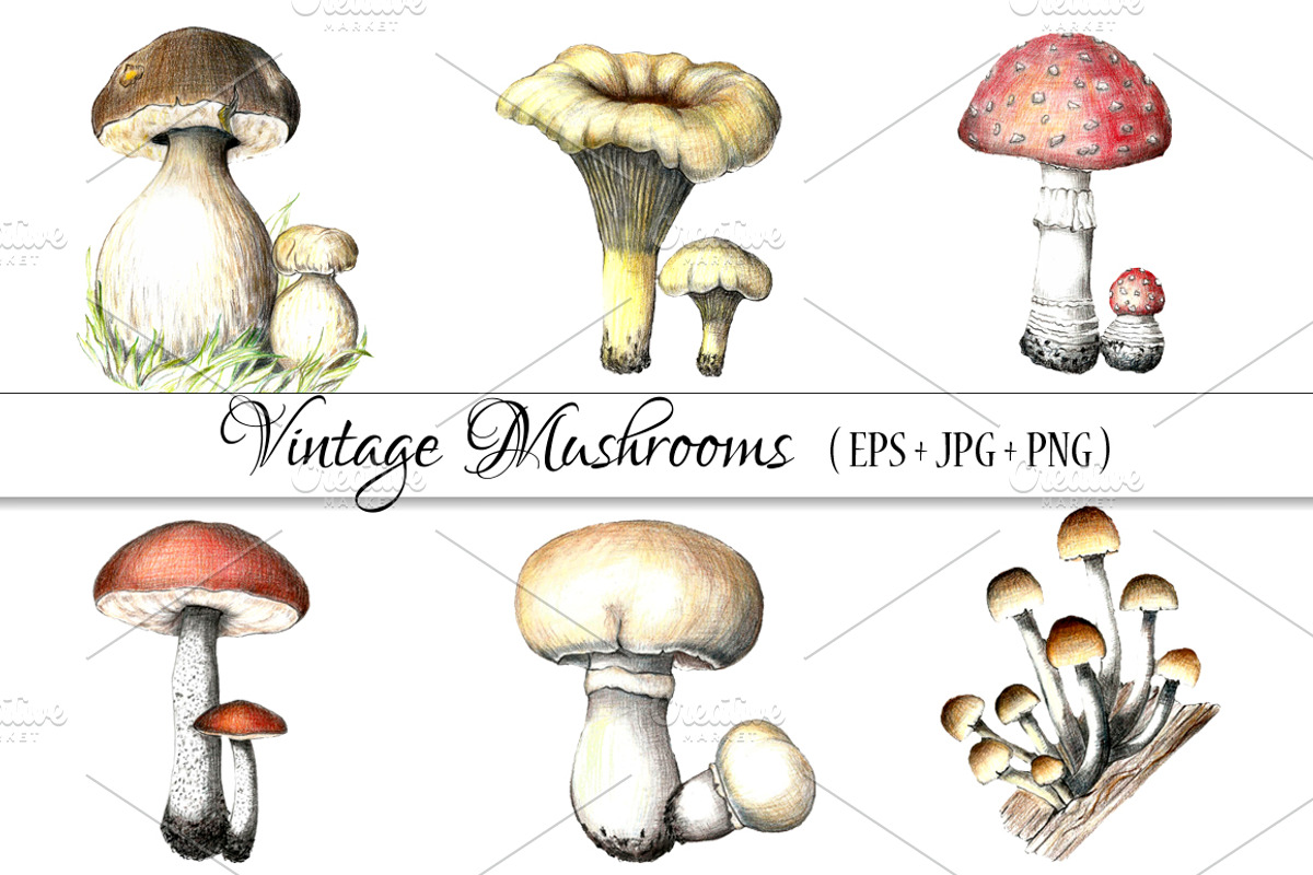 Pencil vintage mushrooms., a Food Illustration by Vikeriya (Photo 1 of 5)