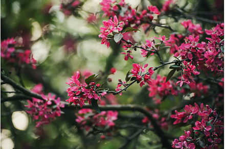 Red apple blossoms in spring, Easter, a Nature Photo by Nature and travel