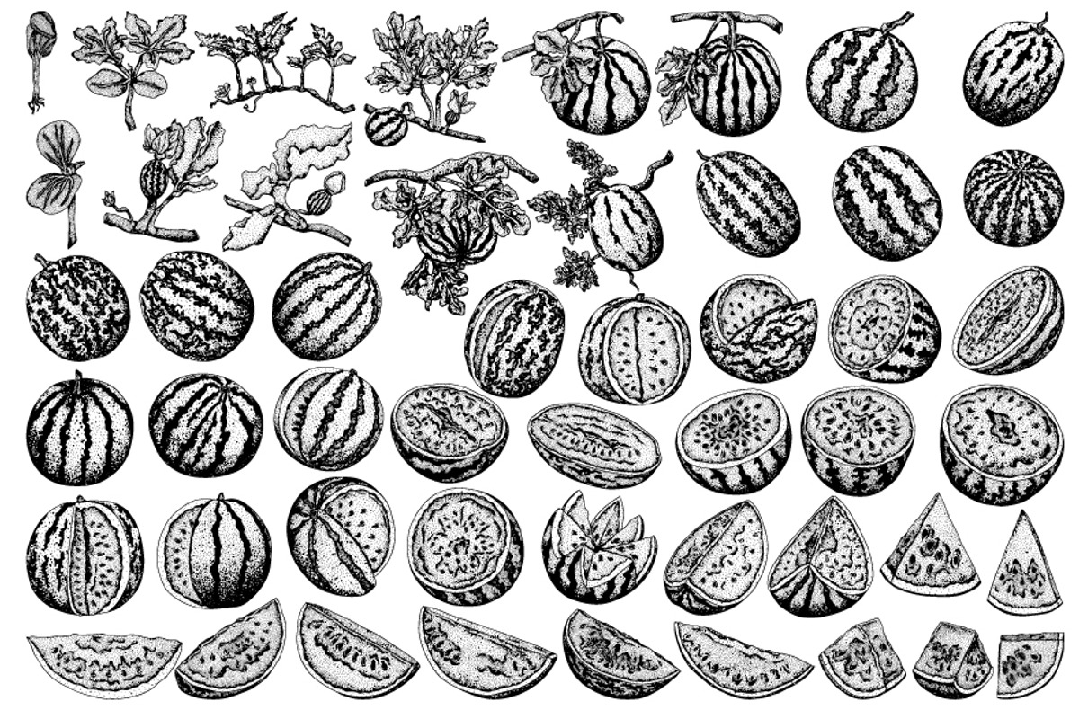 Hand drawn Watermelon, a Food Illustration by Elena Mykhailenko (Photo 4 of 4)