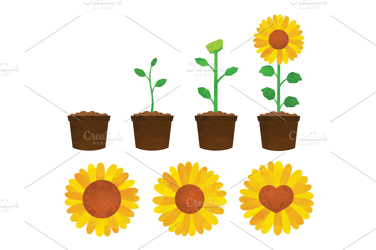 Sunflower Clipart, an Illustration by SugarPickle Clip Art (Photo 2 of 4)