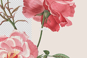 Vintage Botanical Illustrations, an Object Illustration by likorbut (Thumbnail 3 of 8)