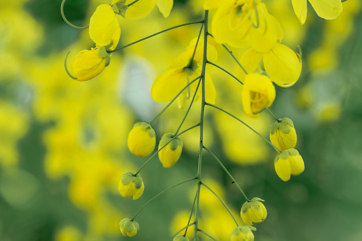 Flower & Garden Collection 15 photos, a Nature Photo by Silent Nature (Photo 12 of 14)