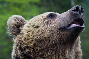 Brown bear containing brown, bear, and animal