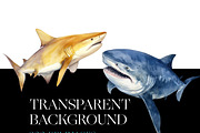 Watercolor Shark Clipart, Shark PNG, an Animal Illustration by BrushstrokeArtGB (Thumbnail 7 of 9)