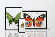Butterflies clipart watercolor, an Animal Illustration by ElladesignCo (Thumbnail 6 of 6)