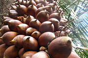 Babassu nut, a Nature Photo by FrancoShop (Thumbnail 1 of 2)