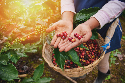 Red coffee beans in farmer hand, an Industrial Photo by PixieMe