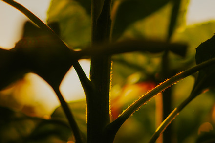 Sunflower field, sunset light