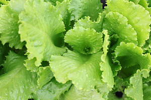 Fresh lettuce, a Photo by saiko3p