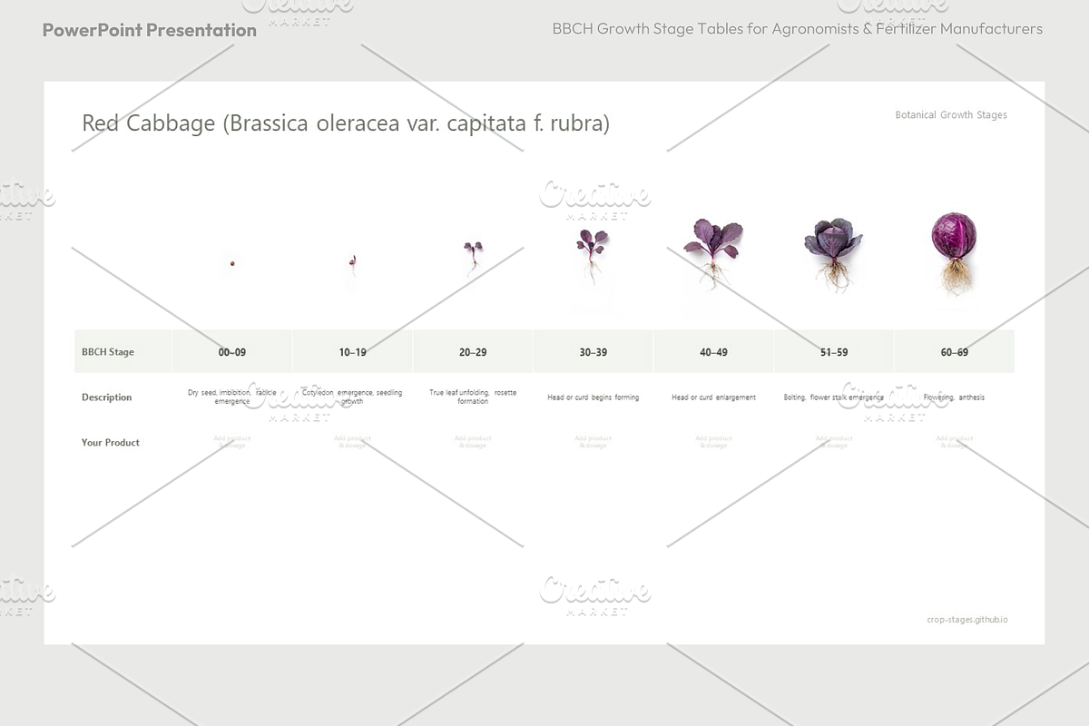 BBCH Growth Stages, Cabbages & Green, a Presentation Template by Ilia Design (Photo 4 of 10)