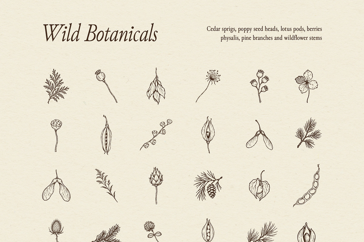 FOREST TREASURES illustrations, a Seasonal Illustration by Crocus Paperi (Photo 4 of 8)