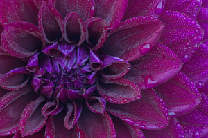 Dahlia dew