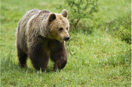 Brown bear walking on green