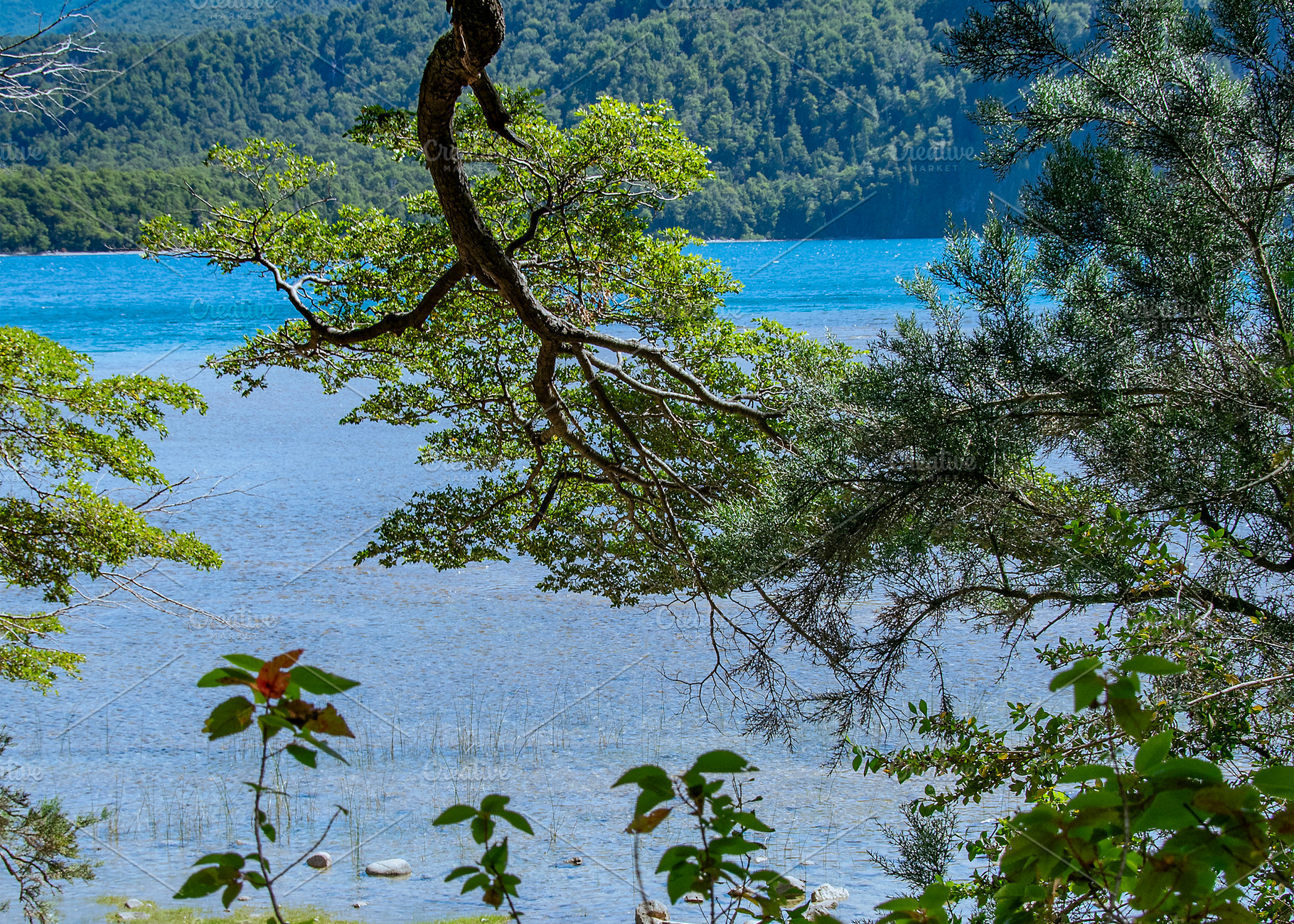 Forest landscape, los alerces national park, chubut, argentina, a Nature Photo by DanFLCreativo