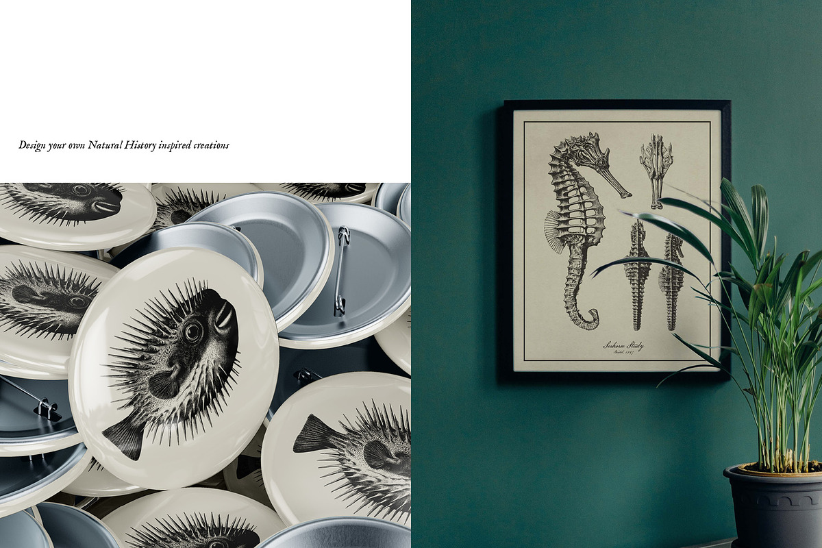Aquatic Natural History Collection, an Object Graphic by Blixa 6 Studios (Photo 24 of 24)