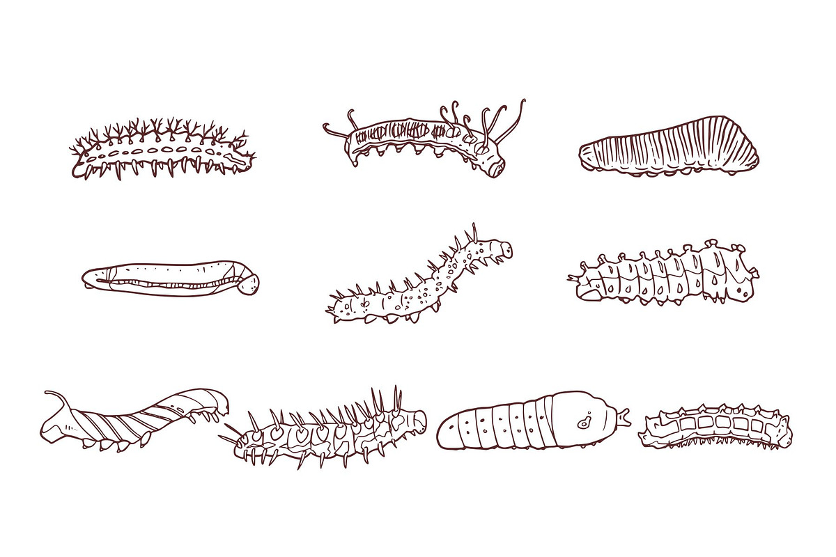 Caterpillar Hand Drawn Illustration, an Animal Illustration by SLAB! Design (Photo 2 of 3)