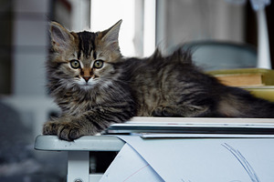 Adorable long-haired tabby kitten relaxing on a table indoors, captured in natu, an Animal Photo by Ales Munt