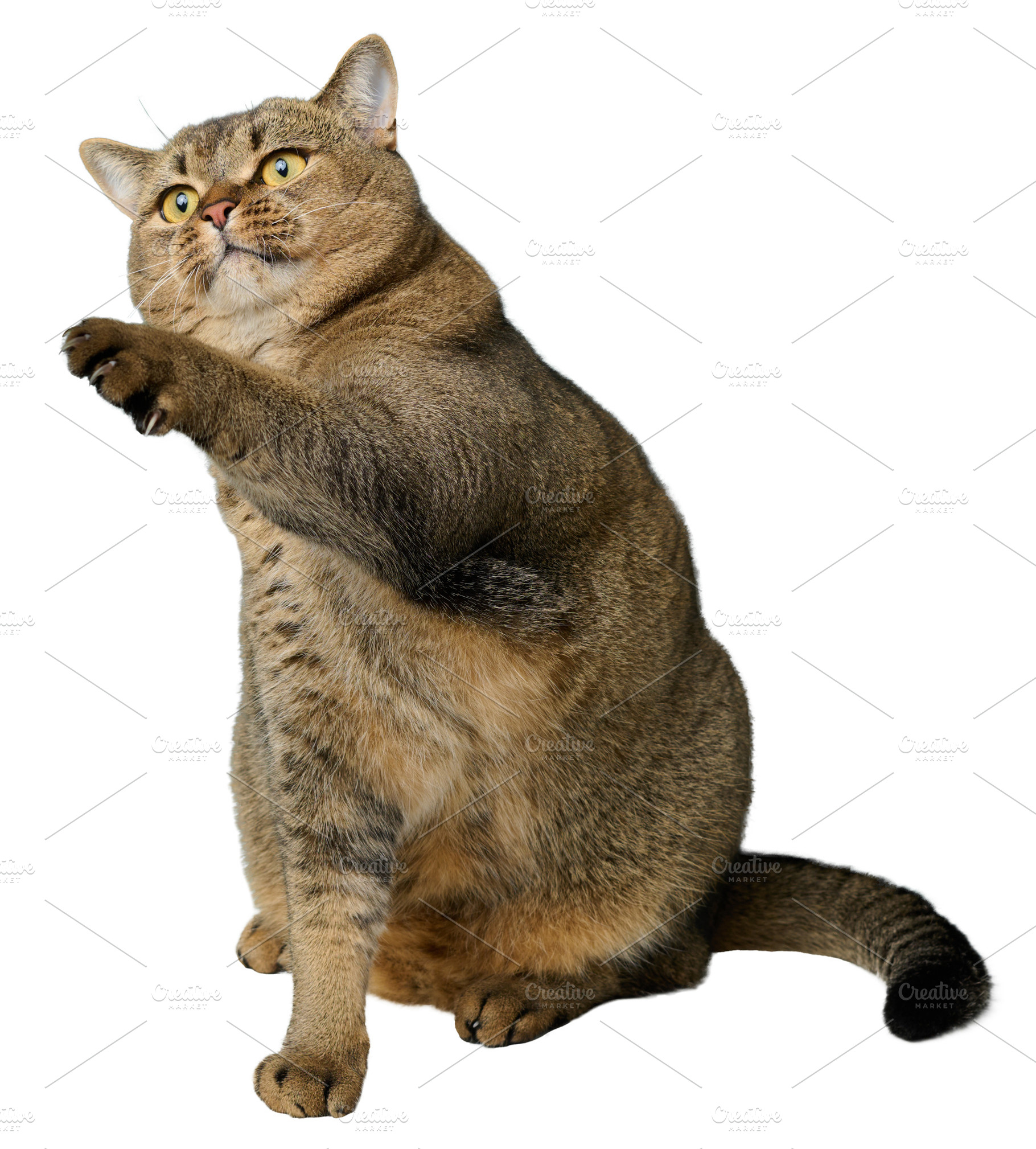 Adult gray cat sitting on isolated background and stretching paw, an Animal Photo by ndanko