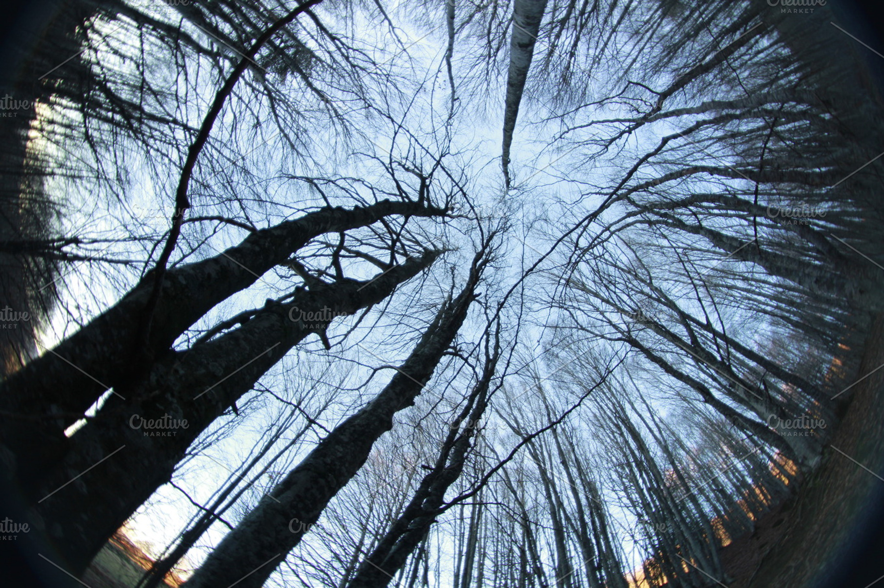 Sky Trees Stock Picture
