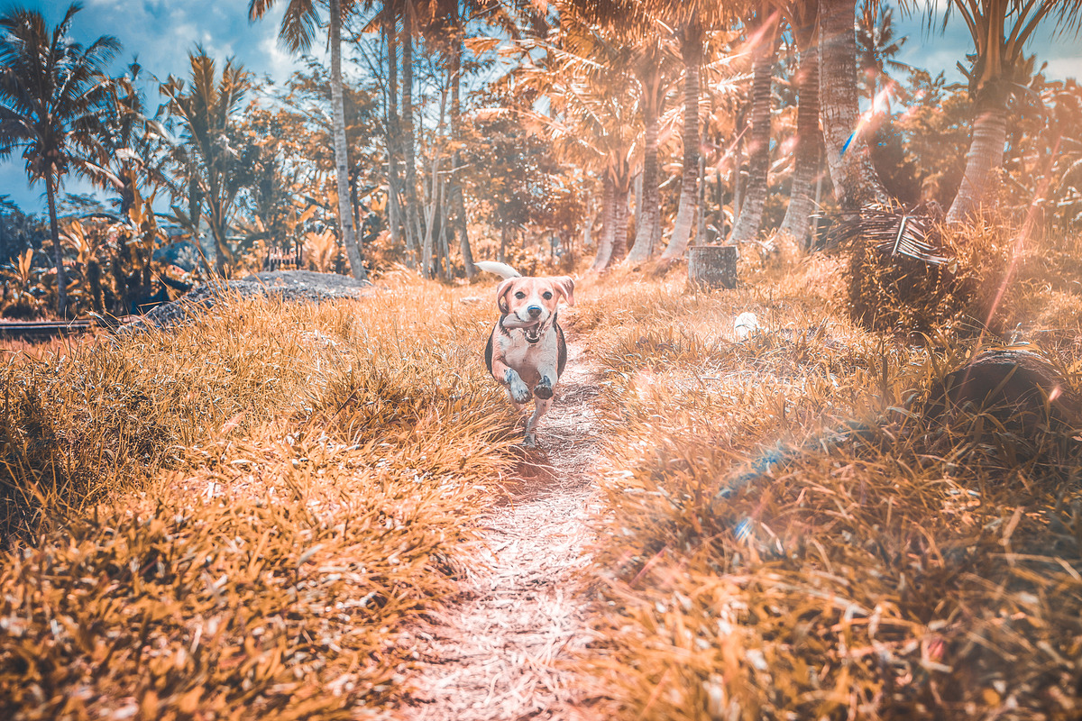Fall Presets 2019 - Lightroom Preset, an Action Add-On by Maple Visuals (Photo 10 of 10)