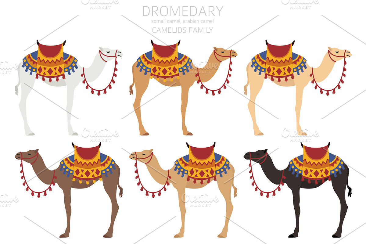 Arabian camel Dromedary clip art, an Animal Illustration by pet design shop (Photo 2 of 5)