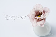 Allure & Grace. Calligraphy, a Script Font by AnMark (Thumbnail 7 of 15)