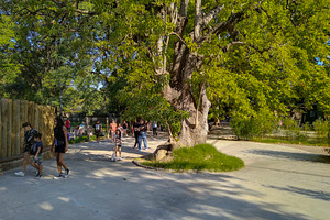 Families walking under large trees at villa dolores zoo park, mo, a Nature Photo by DanFLCreativo