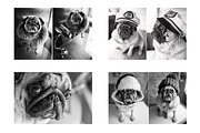 Creative Pug, an Animal Photo by WildStrawberry Magic (Thumbnail 2 of 6)