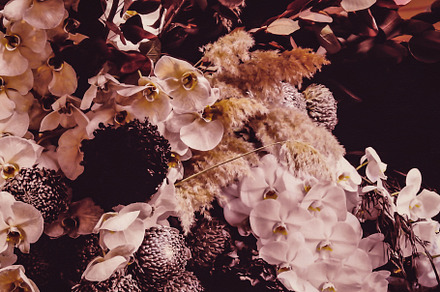 Floral Photo Art • v23, a Nature Photo by Alexander BLOOMS