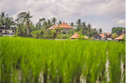 Picturesque rice field on the island, a Nature Photo by Elizaveta Galitskaya