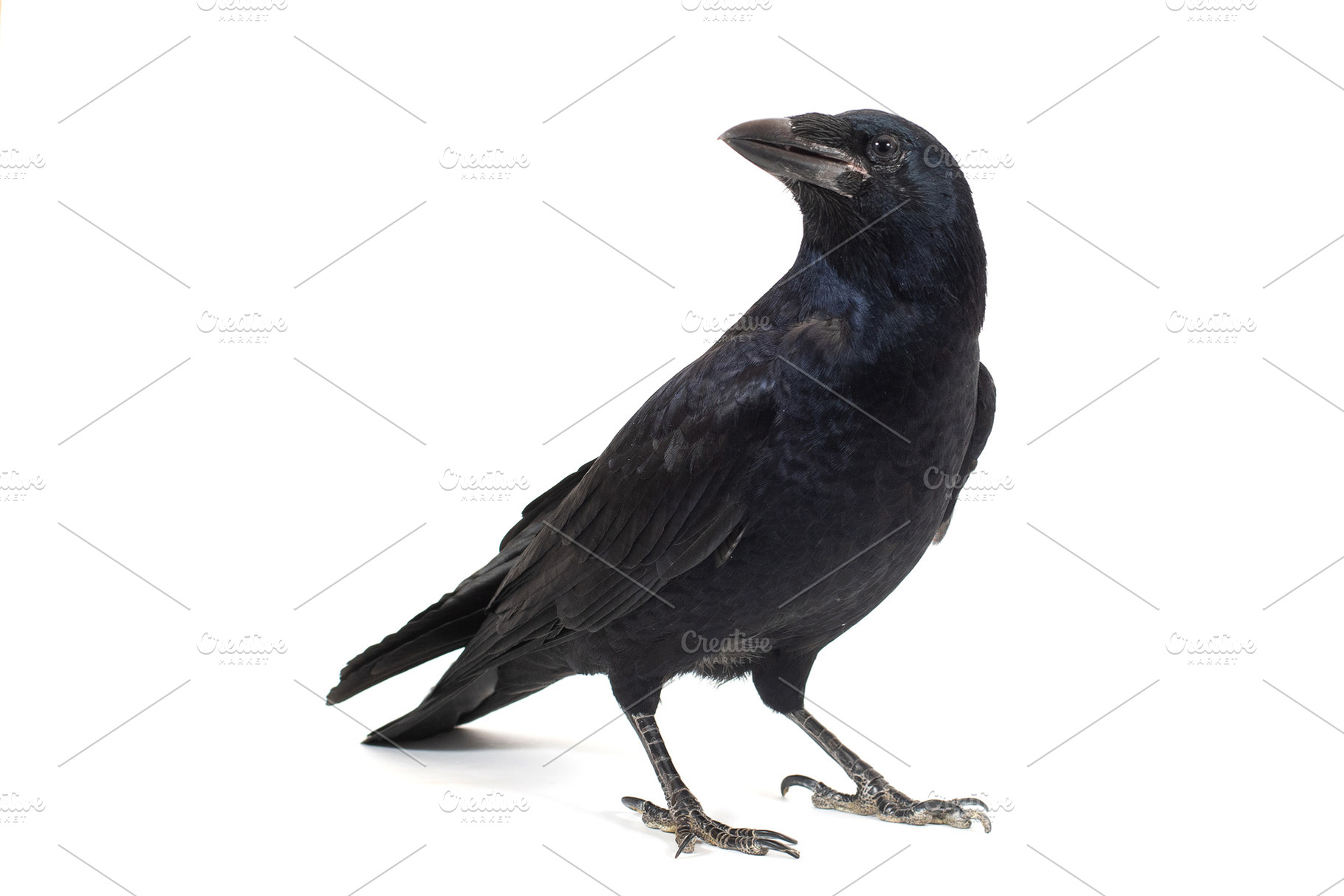 Common Raven. Isolated on white., an Animal Photo by MriyaWildlife