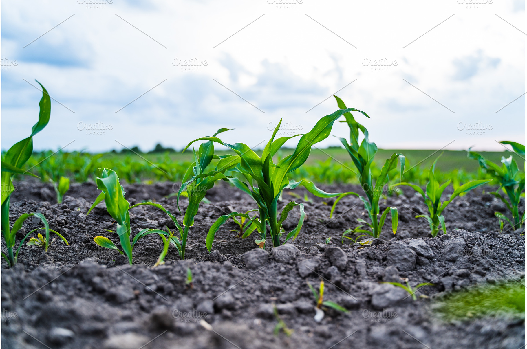 Low angle view of young corn, a Nature Photo by volodymyrshtun13795