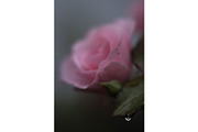 Emotional Pink Rose digital art, a Nature Photo by Mineden Digital Prints (Thumbnail 2 of 5)