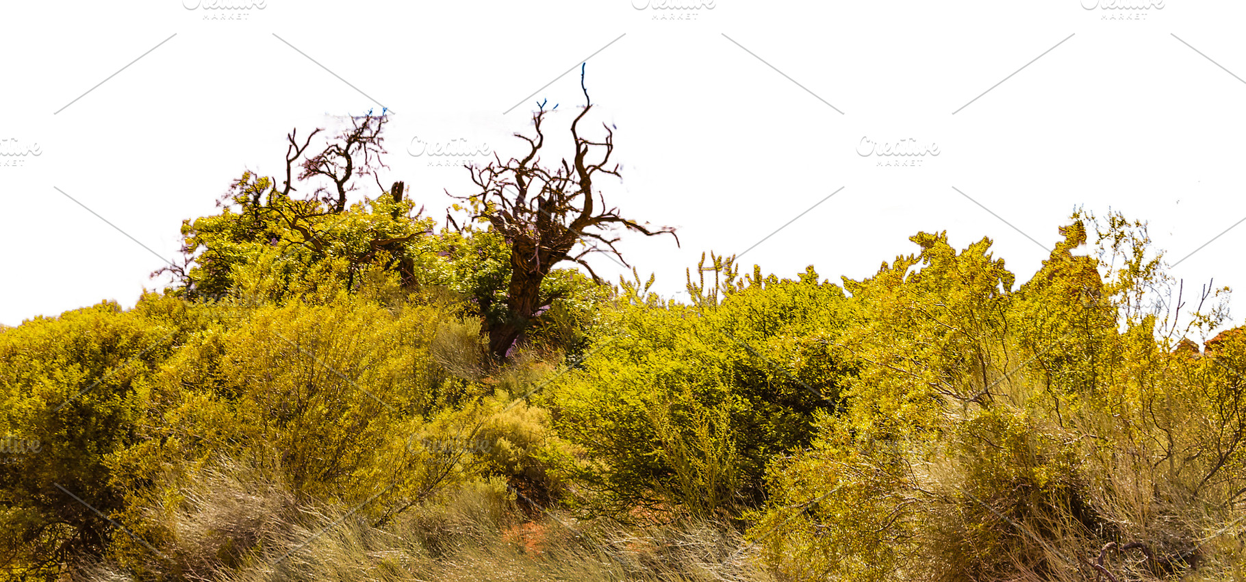 Isolated image of Lush vegetation and leaveless tree, a Photo by DanFLCreativo